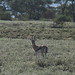 Ngorongoro Conservation Area impressions - IMG_4885