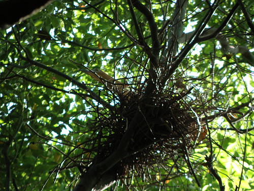 黑冠麻鷺的巢(藍色東港溪提供)