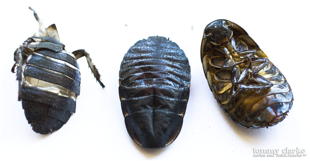 cockroach (three)