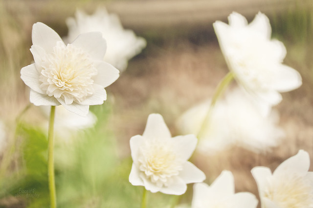 Filled wood anemone