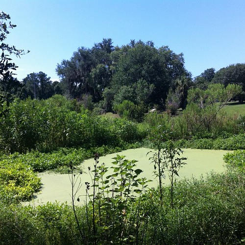 Pond covered with algae