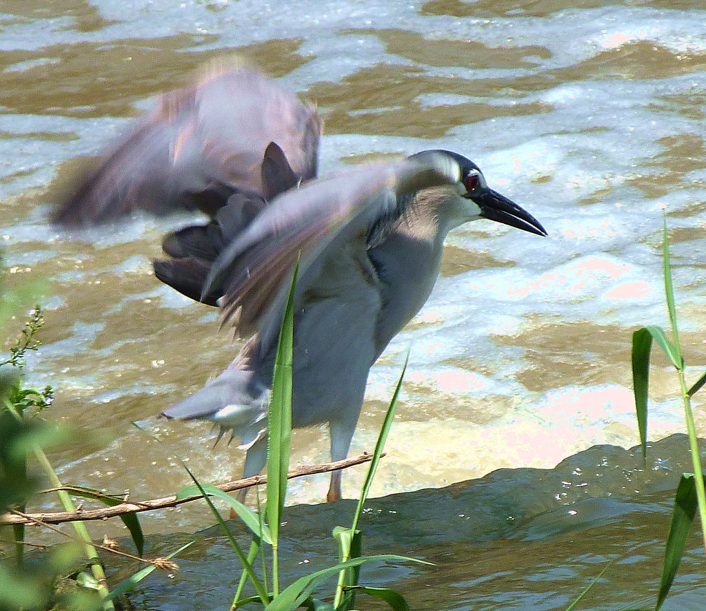 19-05-2012-mr-night-heron-showing-off