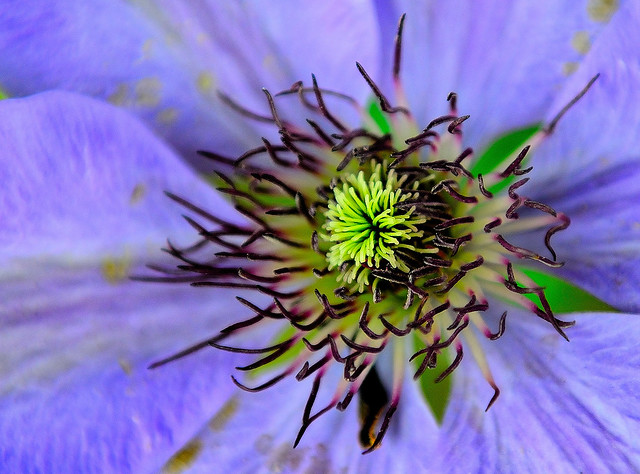 Clematis. By R J Watson