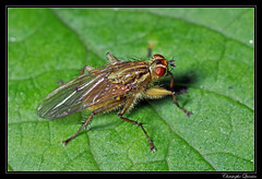 Diptera/Scathophagidae