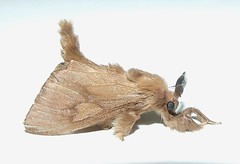 Moth (A) (x2)
