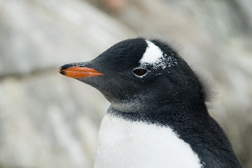 Punky Gentoo Penguin by Veerle L
