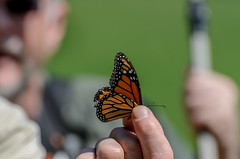 Butterfly in Hand_7783.jpg by Mully410 * Images