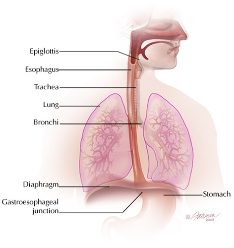 esophagus_front