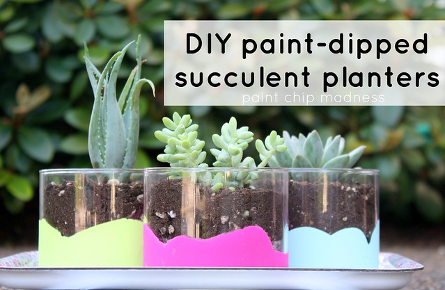 diy paint-dipped succulent planters tutorial by paint chip madness
