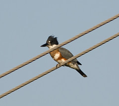 belted kingfisher (ceryle alcyon)