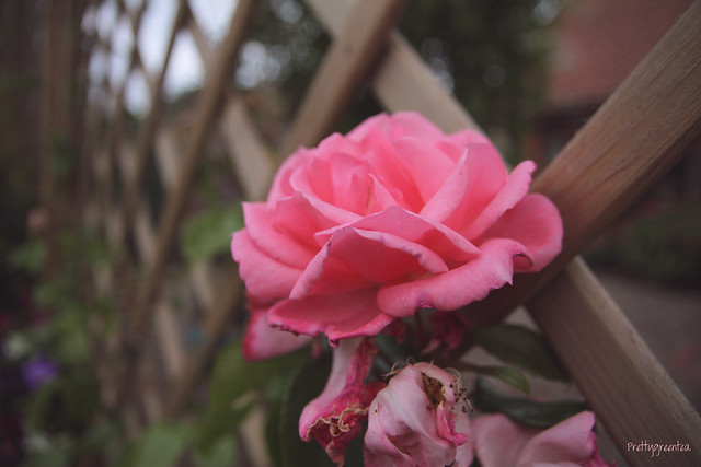 rose prettygreentea
