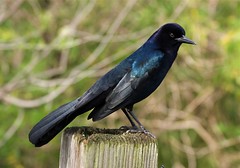 Icteridae-New World Blackbirds and Orioles