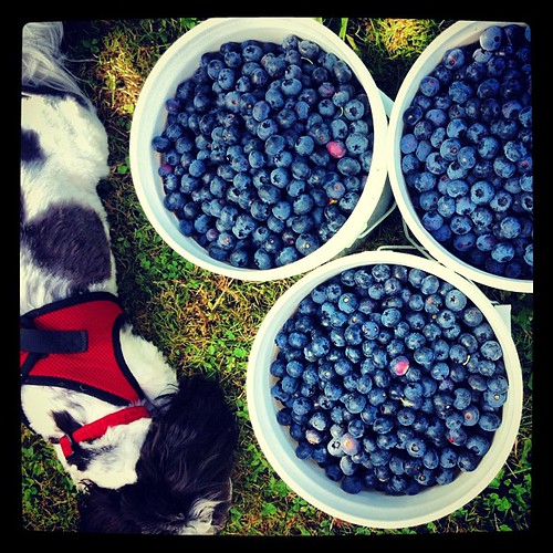 Bounty of blueberries