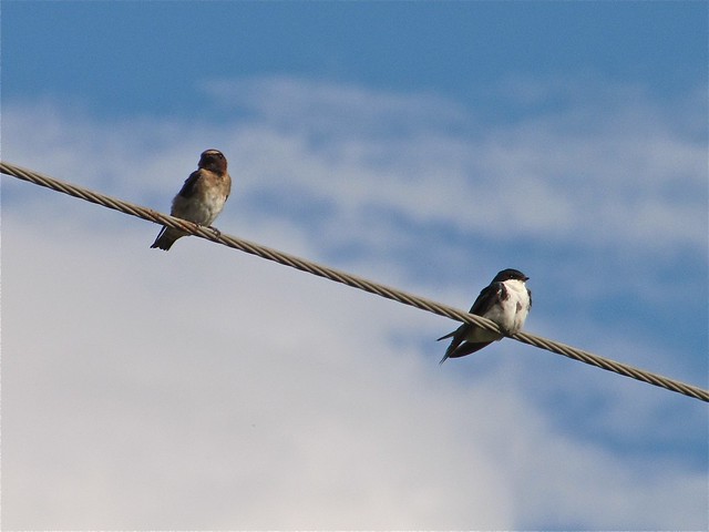 Cliff Swallow and Tree Swallow at Gridley Wastewater Treatment Ponds 01