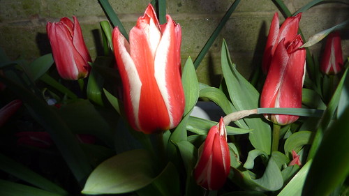 Les tulipes width=