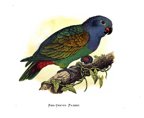 019-Parrots in captivity-1884- William Thomas Greene