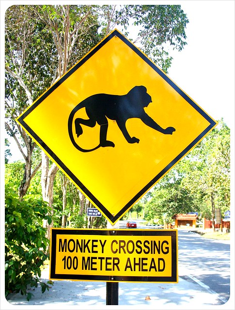 langkawi monkey crossing