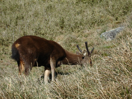 禾草類是高海拔水鹿最主要的食草。（攝影：林宗以）
