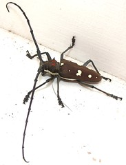 Mango Longhorn Beetle (Batocera rubus)