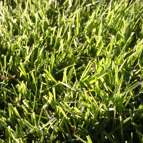 Grass in morning sunlight by Gary Lerude