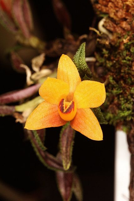 Dendrobium cuthbertsonii 2012-05-14 01