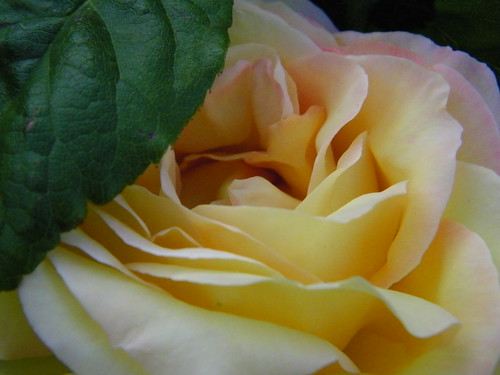 Rose by abracacamera