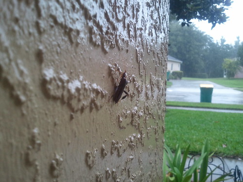 A wet bug in florida