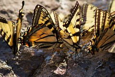 Canadian Tiger Swallowtail Butterflies