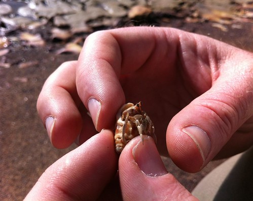 A hermit crab says hello :)