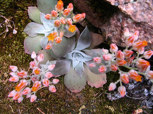 Canyon Liveforever (Dudleya cymosa ssp. pumila) by zabbey72