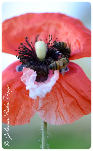 Bees-favorite-Poppy