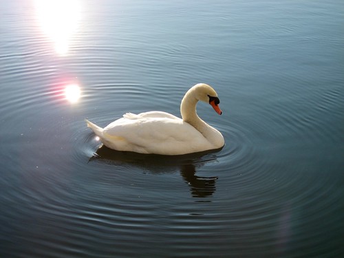 Swan in Zurich
