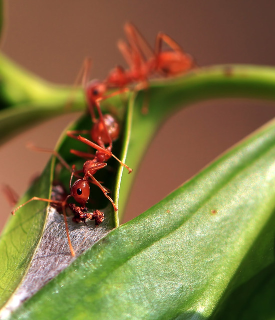 Weaver Ants taking in food