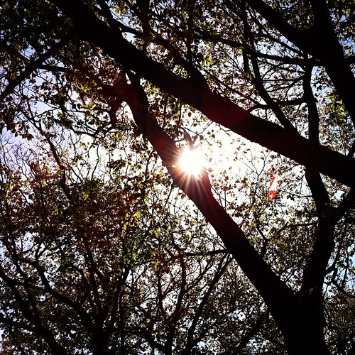 Sun peeking shyly through the leaves in a busy spring afternoon.