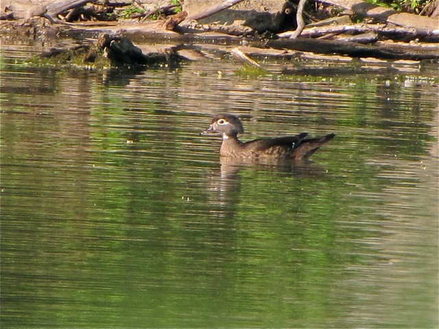 Wood Duck at Angler's Pond 02