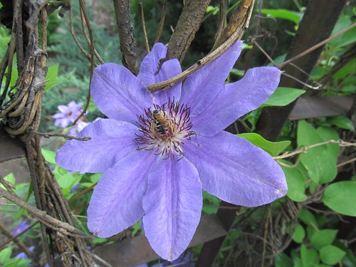 clematis_blue_May15_2012