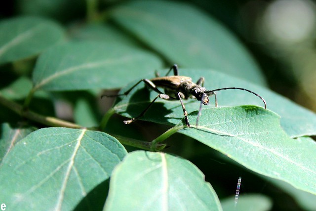Mr Bug