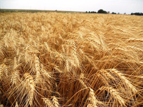 Beautiful wheat in Carmen