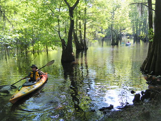 Sparkleberry Swamp Jun 2, 2012 3-052