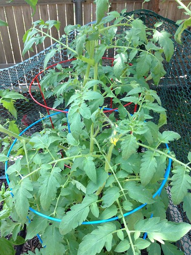 Tomatoes around June 8ish