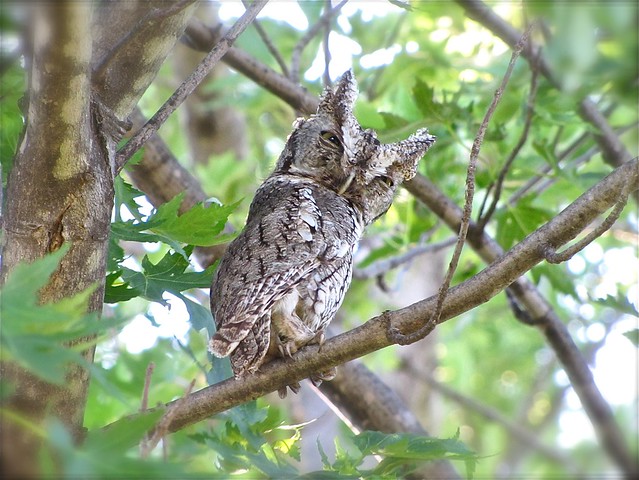 Smaller Parent of the Eastern Screech-owl Family in Livingston County, IL