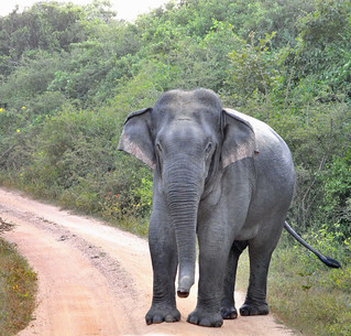 Elephant in the Road, Sri Lanka