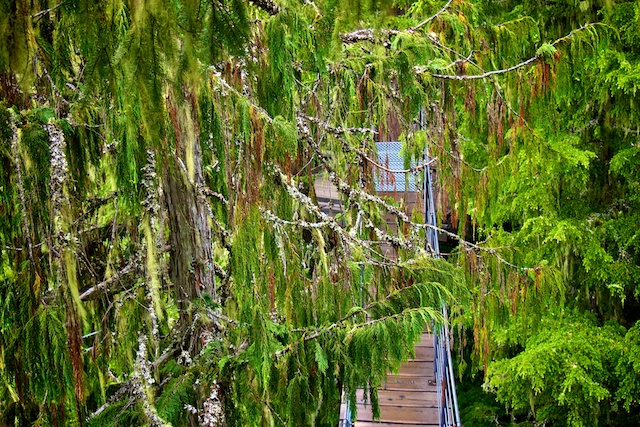 TreeTrek Whistler