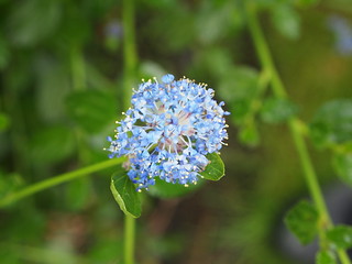 Ceanothus 'Cynthia Postan', Flowering Shrub