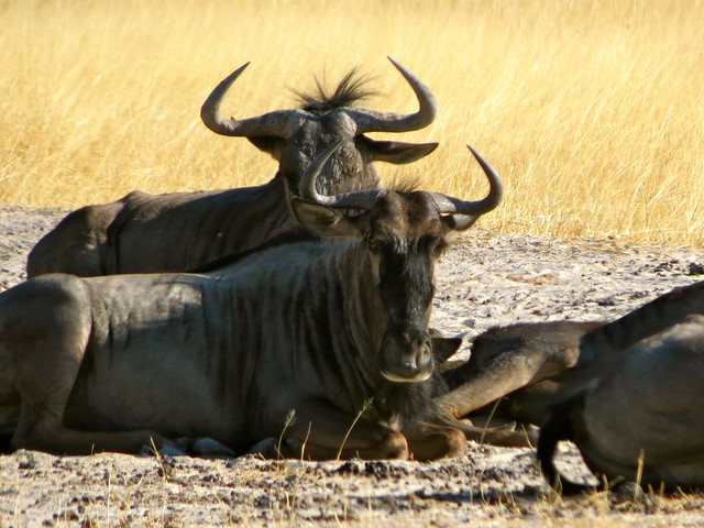 moremi game reserve in botswana