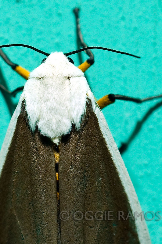 Imugan Unidentified Moth VII Closer