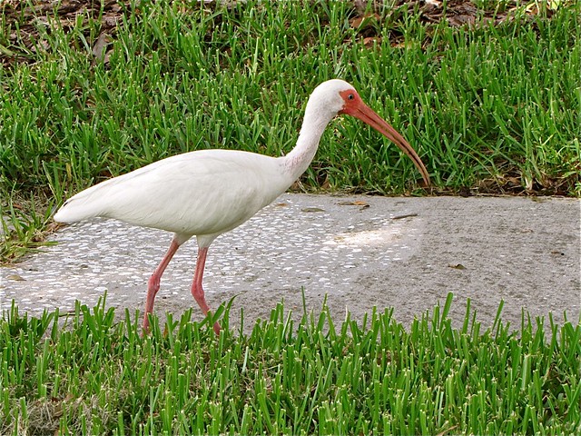 White Ibis in Tampa, FL 01