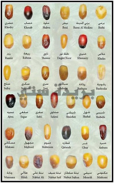 Toutes les variètés de dattes au Maroc