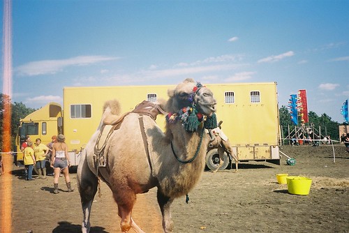 fancy a camel ride?