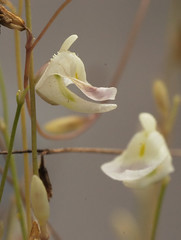 Lentibulariaceae　タヌキモ科